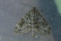 Thera britannica/variata