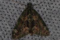 Chloroclysta siterata