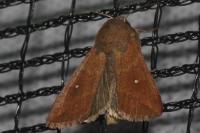 Mythimna albipuncta