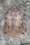 Anchoscelis litura