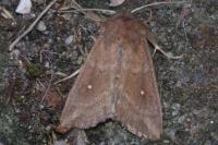 Mythimna albipuncta