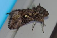 Autographa gamma