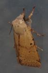 Agrochola lychnidis