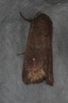 Mythimna albipuncta