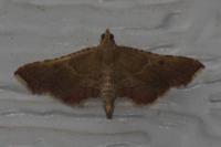 Endotricha flammealis