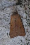 Agrochola lychnidis