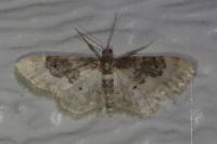 Idaea rusticata
