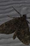 Thera britannica/variata