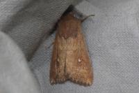 Mythimna albipuncta