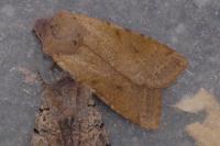 Agrochola lychnidis