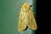 Leptologia macilenta