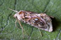 Panchrysia v-argenteum