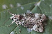 Anaplectoides prasinus
