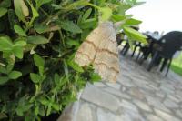 Calliteara pudibunda