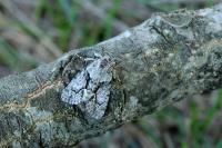 Cryphia lusitanica