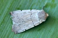 Xestia ashworthii candelarum