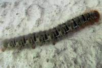 Lasiocampa quercus quercus