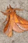Euthrix potatoria