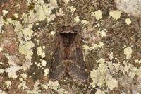 Poecilocampa populi populi