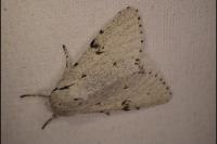 Acronicta leporina