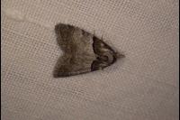 Nola cucullatella