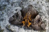 Catocala fulminea