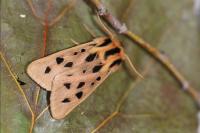Chelis maculosa