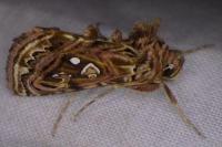 Panchrysia v-argenteum