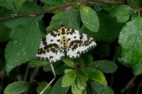 Abraxas grossulariata