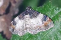 Catarhoe cuculata
