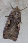 Xestia c-nigrum