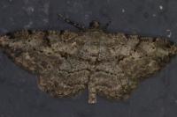 Peribatodes rhomboidaria rhomboidaria