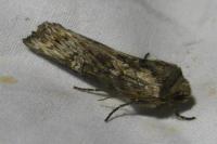 Xylena solidaginis