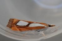 Catoptria pinella
