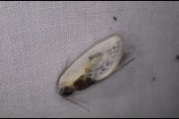 Cilix glaucata