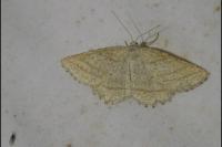 Perconia strigillaria