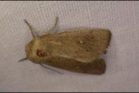 Mythimna sicula
