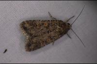 Spodoptera exigua