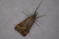 Synaphe punctalis