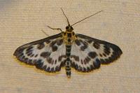 Anania hortulata