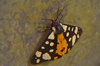 Arctia villica