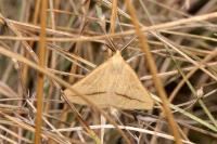 Aspitates gilvaria