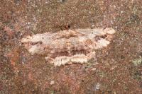 Menophra abruptaria