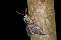 Biston strataria