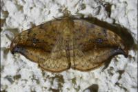 Drepana falcataria