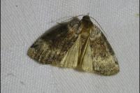 Tetheella fluctuosa