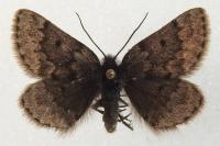 Psodos coracina