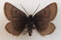 Psodos coracina