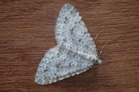 Colostygia multistrigaria multistrigaria
