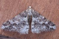 Agriopis leucophaearia